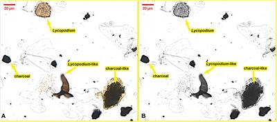 A New Automatic Statistical Microcharcoal Analysis Method Based on Image Processing, Demonstrated in the Weiyuan Section, Northwest China
